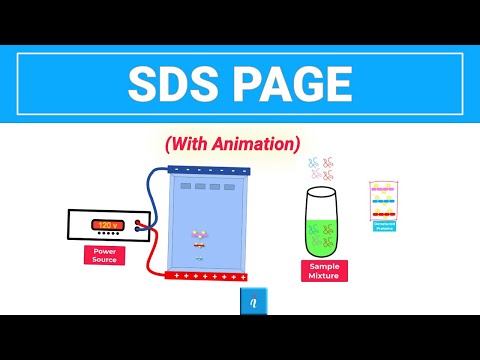 SDS PAGE | Gel Electrophoresis (with animation)