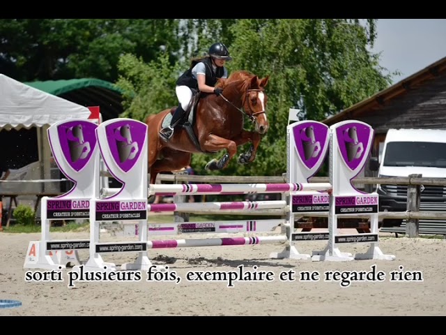 Superbe Hongre pour Amateur