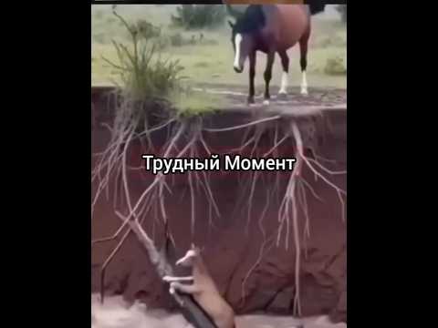Трудный Момент 🙏👍👏🤝👍💯🙏