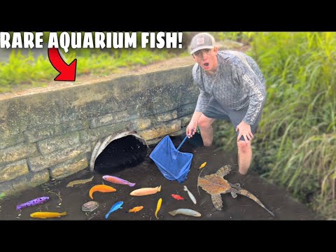 Netting RARE Aquarium Fish in FLOODED DITCH!