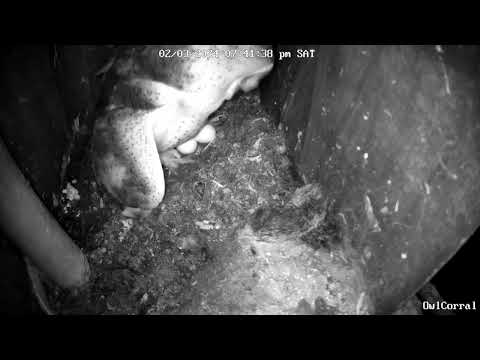 Looks Like a Pip Hole Seen Back Right Egg, #AvaAndBeau.  Owl Box C - 2/3/24 - 7:41 pm