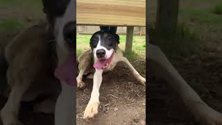 Video preview image #1 Pointer-Unknown Mix Puppy For Sale in Jackson, MS, USA