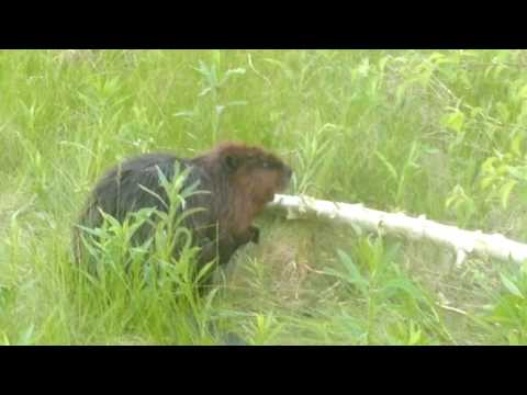 Le castor s'agrippe à un arbre qui tombe(funny toronto)