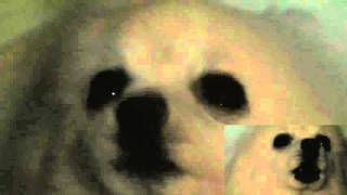 Cover art for Gabetrousle