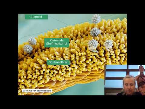 7 4 be  vruchting bloemen