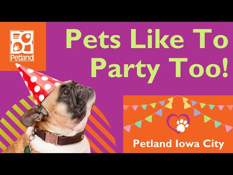 Party Options For Pets