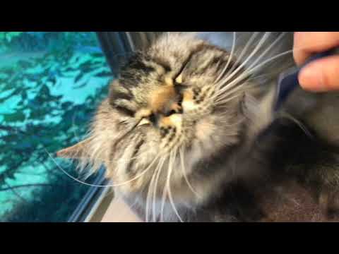 Seal Lynx Ragdoll cat loves being scratched under his chin.