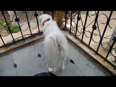 I don't like this  man😡😡😡 are you doing me barking 😠😠😠😠 I never stop barking it's my duty