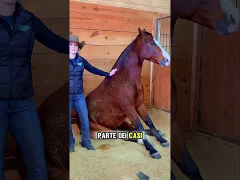 L'inaspettata intelligenza dei cavalli