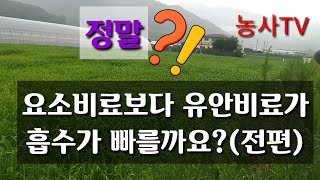 요소비료보다 유안비료가 흡수가 빠를까요? [농사TV]