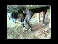 Dancing Horse Cruelty