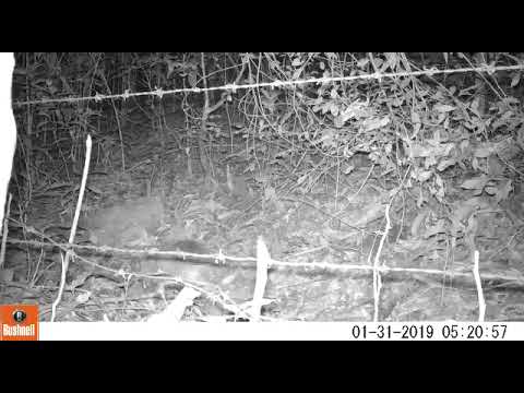 Tatu registrado em armadilha fotográfica, na cidade de Progresso / RS #fauna #wildlife #animals #rs