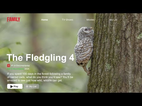 An Epic Barred Owl  Documentary: The Fledgling 4 Nature documentary