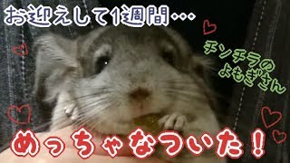 【チンチラ】【Chinchilla】懐きすぎて名前を呼んだら来てくれるようになった！
