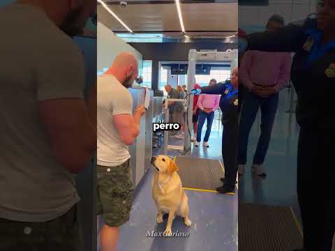 La Aerolínea No Quería Dejar Subir a Este Perro… 🐶✈️