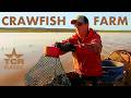 Texas Crawfish Farm Texas Country Reporter