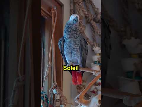 Apollo Scolds Soleil 😂