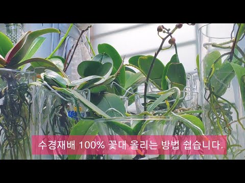 , title : '호접란 반 수경재배 100% 꽃대 올리는 방법 쉽습니다. Phalaenopsis semi water Culture raise floral axis easily.'