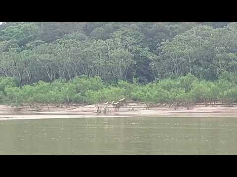 Rio purus Amazonas município tapaua flamingo da Amazônia na praia