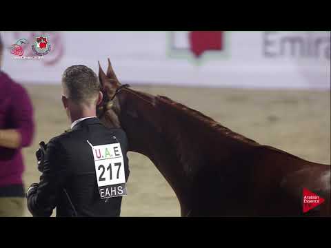 N 217 GHALYAH AL HAWAJER   UAE Nationals 2019