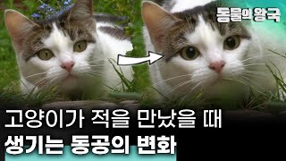 [앙코르] 우리는 고양이에 대해 얼마나 알고 있을까????? 고양이의 숨겨진 야생 본능 | 고양이의 야생 본능