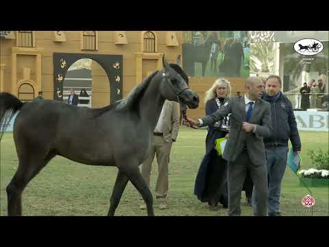 N 126 EZZ ALKHASHAB   PSAIAHF 2022   Colts 2 Years Old Class 5