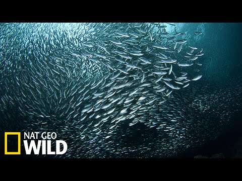 The migration of sardines from South Africa