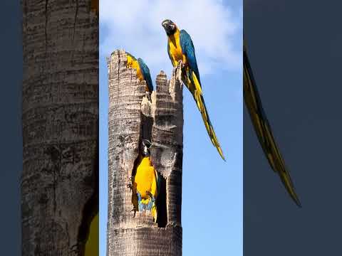 Arara Brasil e seu interior São Paulo Jales SP #naturezasurpreendente #araratv