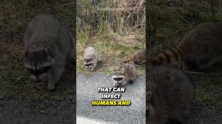 Why Raccoons Are Dangerous ? 🦝🦝🤯