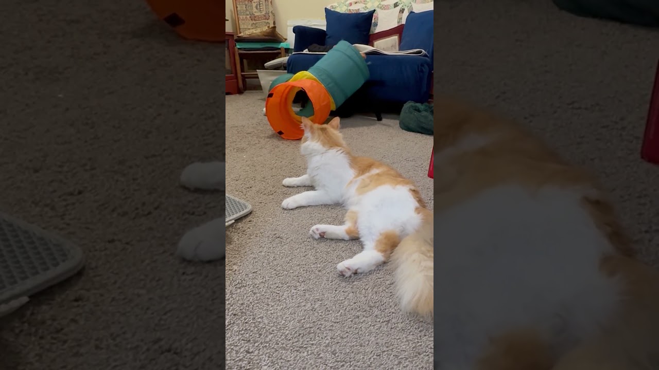 Benson- Chill, a ADOPTABLE mixed breed in Arlington, VA video 6/6