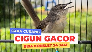 Download lagu How to make a cigun that is short-circuited 24 hours a day, gacor mp3 Download lagu How to make a cigun that is short-circuited 24 hours a day, gacor mp3