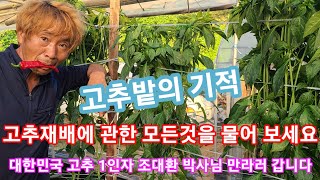 고추밭의 기적 & 고추에 대한 모든질분 받습니다대한민국 고추1인자 조대환 박사님(현대종묘) 만나러 갑니다