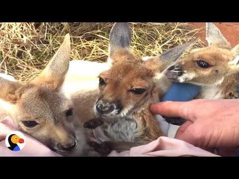 The Man Who Became Mother to Kangaroos