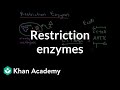 Restriction enzymes