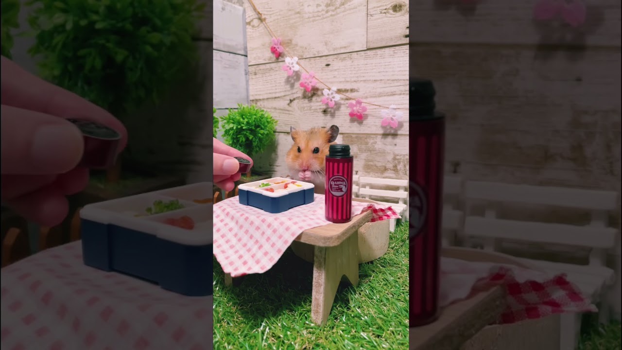 ハムスターのピクニック🐹 #hamster #miniature #animal #cute #ハムスター #ペット