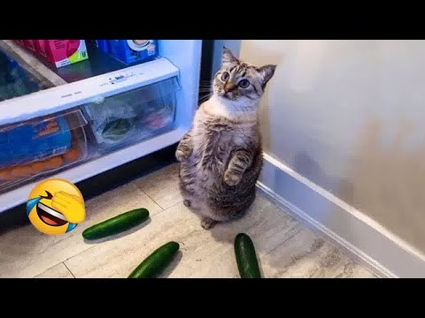 You Laugh You Lose😹Funniest Dogs and Cats 2024😻🐶