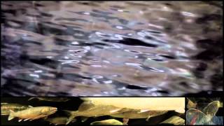 as above, so below - midnight raider