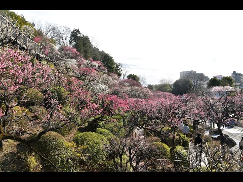 池上梅園_令和７年２月の様子 #池上梅園 #梅 #ウメ #梅園 #大田区 #春 #初春