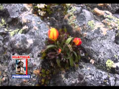 CORAZON GRAUINO - grau llaqtaypa takinin - HUAYHUA PRODUCCIONES