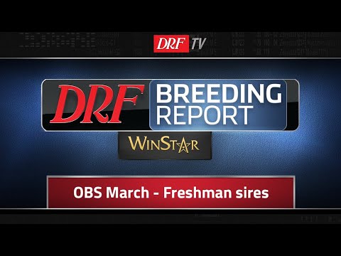 DRF Breeding Report - OBS March - Freshman Sires