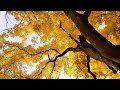Stad en Natuur laat scholieren kijken naar de herfst