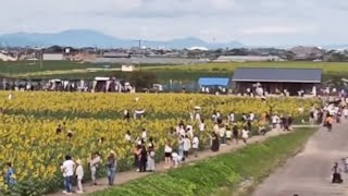 20250921 福岡県 柳川ひまわり園50万本