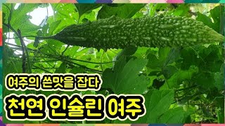 #당뇨에효과가있는여주 #천연인슐린여주