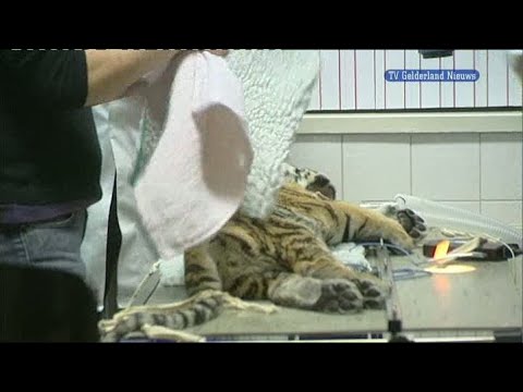 GLD Nieuws 19 oktober 2010 - Nieuws