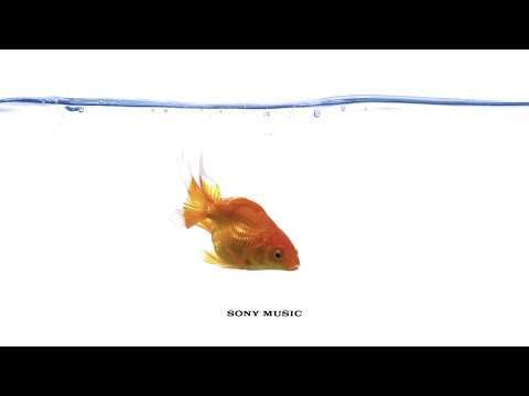 Vampire Weekend Big Blue