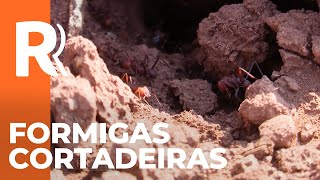 Miniatura do vídeo