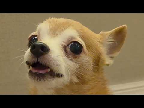 Little Chihuahua Learns to Say I Love You