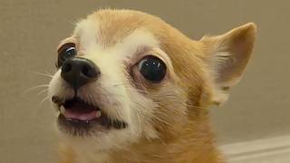 Dog learns to say I love you
