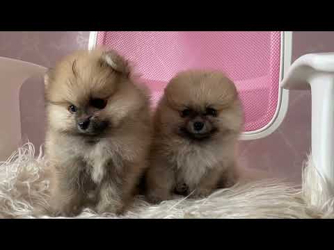 Cachorro fofo - cachorrinho pequeno - cachorrinhos fofos