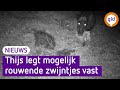 Bijzonder en aandoenlijk: zwijnen 'rouwen' bij overleden jong